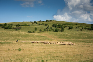 Fototapeta na wymiar a shepherd with herd of sheeps in Romania 