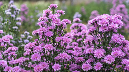 lavender field in region