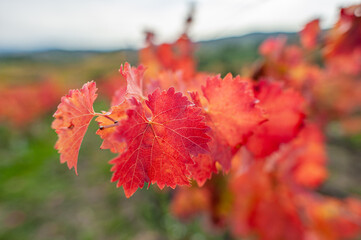 Autumn leaves of Sagrantino vineyard, Umbria