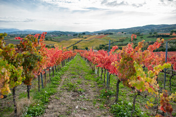 Autumns vineyard of Sagrantino, Umbria