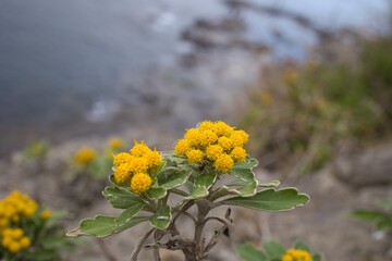岸壁に咲く黄色い花