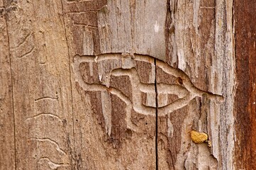 Termite marks, natural carving by termites in dry teak wood (Tectona grandis), for natural background