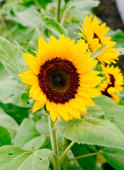 Naklejka premium A modern sunflower farm in USA