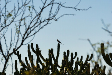 Obraz premium Bird sitting on a cactus