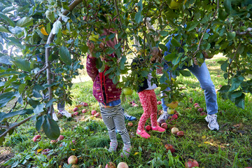 Apple picking with the entire family in an orchard full of green and red fruit on trees and in the...