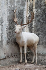 venado blanco 