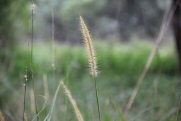 Close-up view of the Lalang/Cogon Grass (Unedited photo)