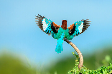 white-throated kingfisher ,The kingfisher is spreading its beautiful wings on its back