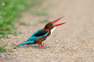 Closeup white-throated kingfisher is opening its big mouth
