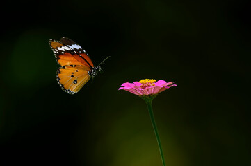 a butterfly is flying on a beautiful flower