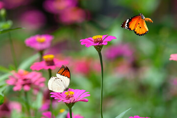 a butterfly is flying on a beautiful flower