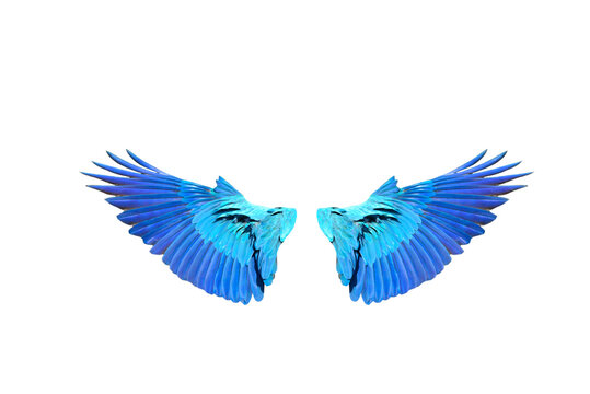 Macaw wings isolated on white background
