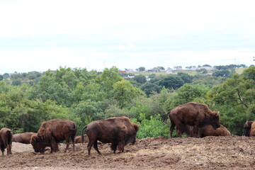 Fototapeta na wymiar búfalos 