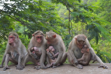 Monkey's Family
