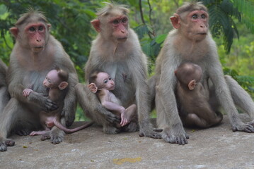 Monkey mother and baby