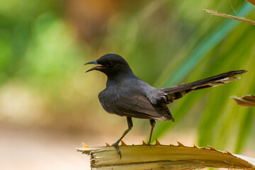 Black scrub robin