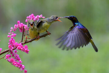 Olive-backed sunbird feed their young