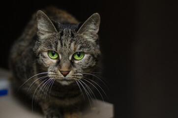domestic cat with bright green eyes