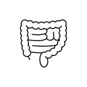 recommend clip art: Human large intestines isolated outline thin line icon. Vector digestive tract system internal organ, transverse colon and rectum. Anatomy, healthcare, medicine concept, active beneficial bacteria
