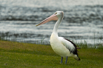 Australian Pelican standing on grass looking sideways