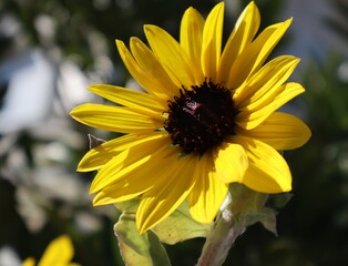 sunflower in the garden
