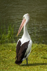 Rear view of an Australian Pelican standing