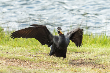 Australian darter preparing to take off from the land