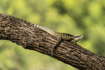 Lizard taking a break on a log