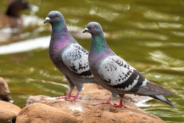 Two rock pigeons sitting on a rock both looking sideways
