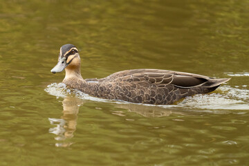 Black pacific duck swimming with head turned