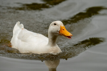 Pekin duck swimming with beak slightly open