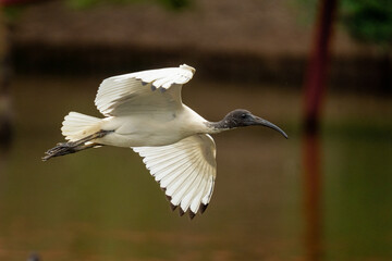 Ibis flying side on with wings spread