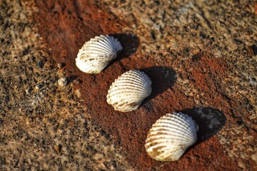 shells on the beach