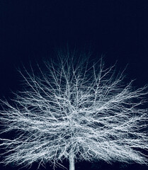 Modern Art. Tree. Winter