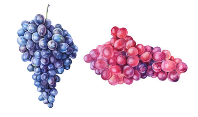 Set watercolor hand-drawn purple blue red grape isolated on white background. Summer autumn sweet food berries. Cute dessert. Creative clipart for menu, cafe, sticker, wallpaper, sketchbook