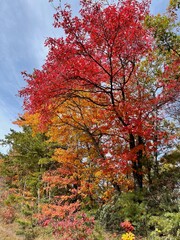 Fototapeta premium Red fall leaves.