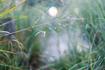 dew on the grass with sun bokeh