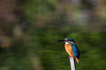 Female common Kingfisher perching on a tree branch with green background.