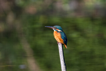 Female common Kingfisher perching on a tree branch with green background.
