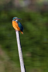 Female common Kingfisher perching on a top of the branch and looking backward.