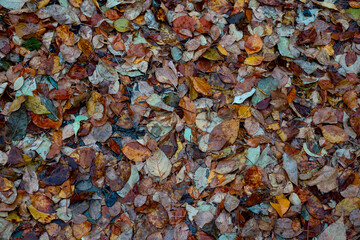 Real nature background: fallen autumn leaves on wet green grass. 