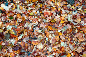 Real nature background: fallen autumn leaves on wet green grass. 