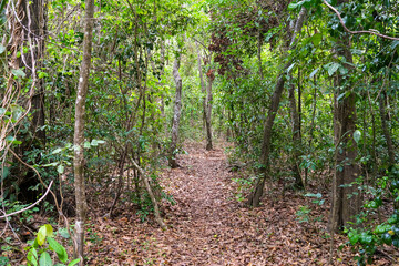Forest path in autumn, woodland