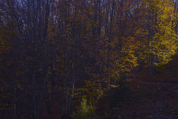 autumn forest background