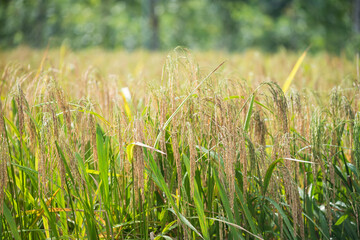 Yellow ripe jasmine paddy rice at sunrise