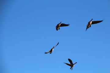 birds in flight