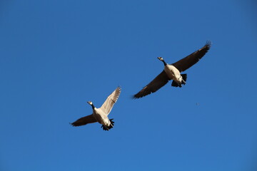 Fototapeta premium geese above