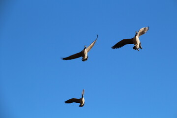 Geese in flight