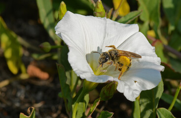 Halictus sp., femmina, su Convolvulus 