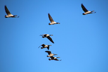 flock of geese in flight